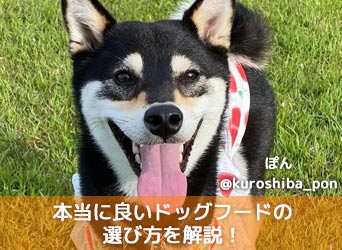 本当に良いドッグフードの選び方を解説!人気ランキングや口コミも!-サムネイル画像